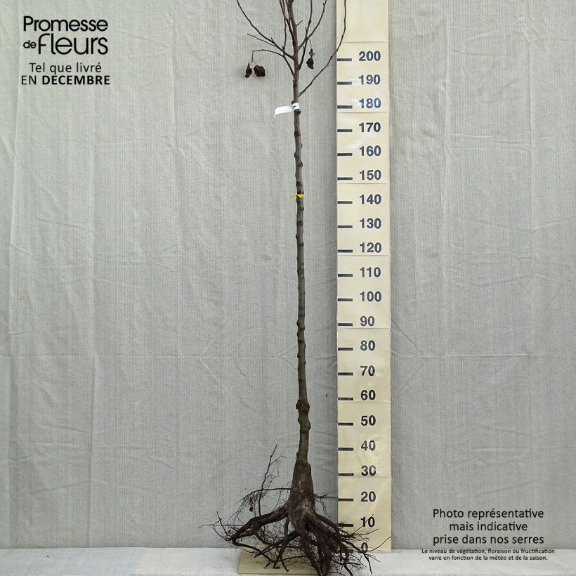 Example of Chinesische Wildbirne Chanticleer - Pyrus calleryana Wurzelnackt as you get in hiver