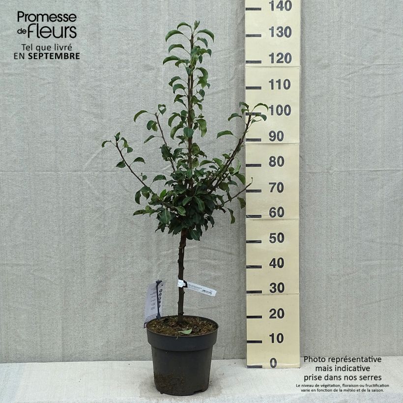 Example of Zwergbirnbaum Louisa (Luisa) - Pyrus communis Topf mit 7,5L/10L as you get in automne