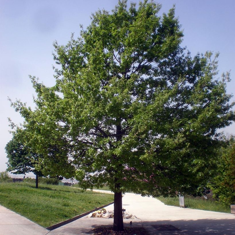 Quercus cerris - Zerr-Eiche (Plant habit)