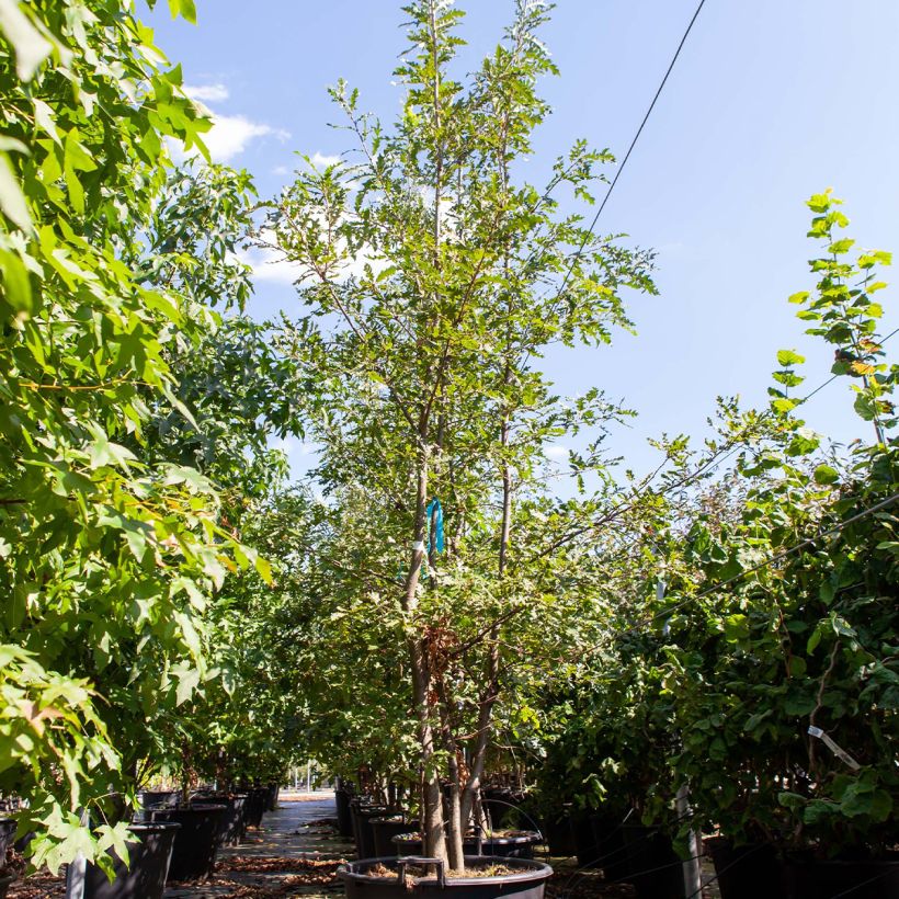Example of Quercus cerris - Zerr-Eiche Topf mit 80L/90L as you get in printemps