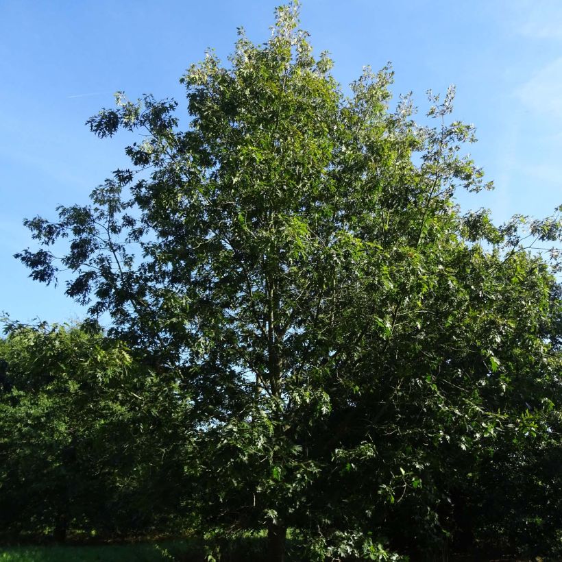 Quercus coccinea Splendens - Scharlach-Eiche (Plant habit)