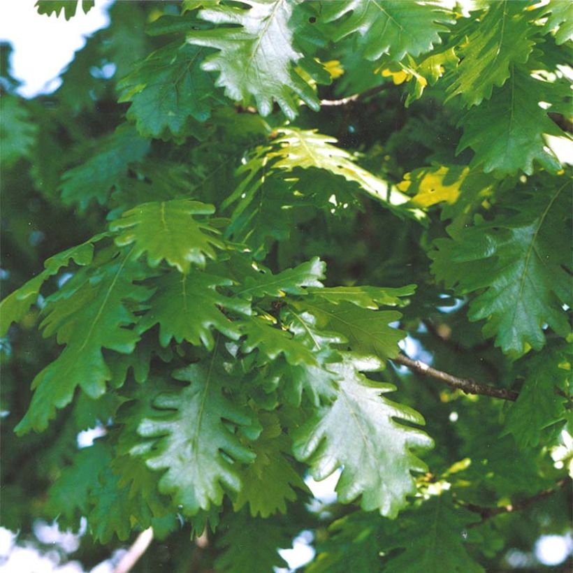 Quercus frainetto - Ungarische Eiche (Foliage)