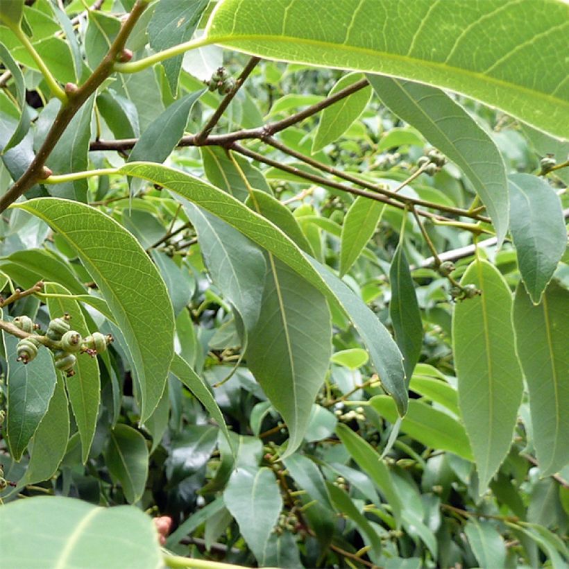 Quercus myrsinifolia - Bambusblättrige Eiche (Foliage)