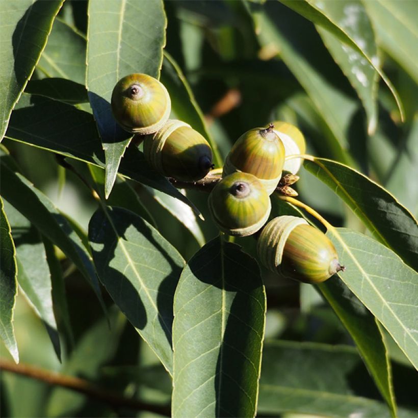 Quercus myrsinifolia - Bambusblättrige Eiche (Harvest)