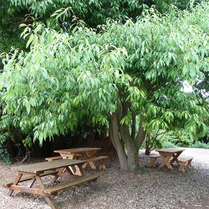 Quercus myrsinifolia - Bambusblättrige Eiche (Plant habit)