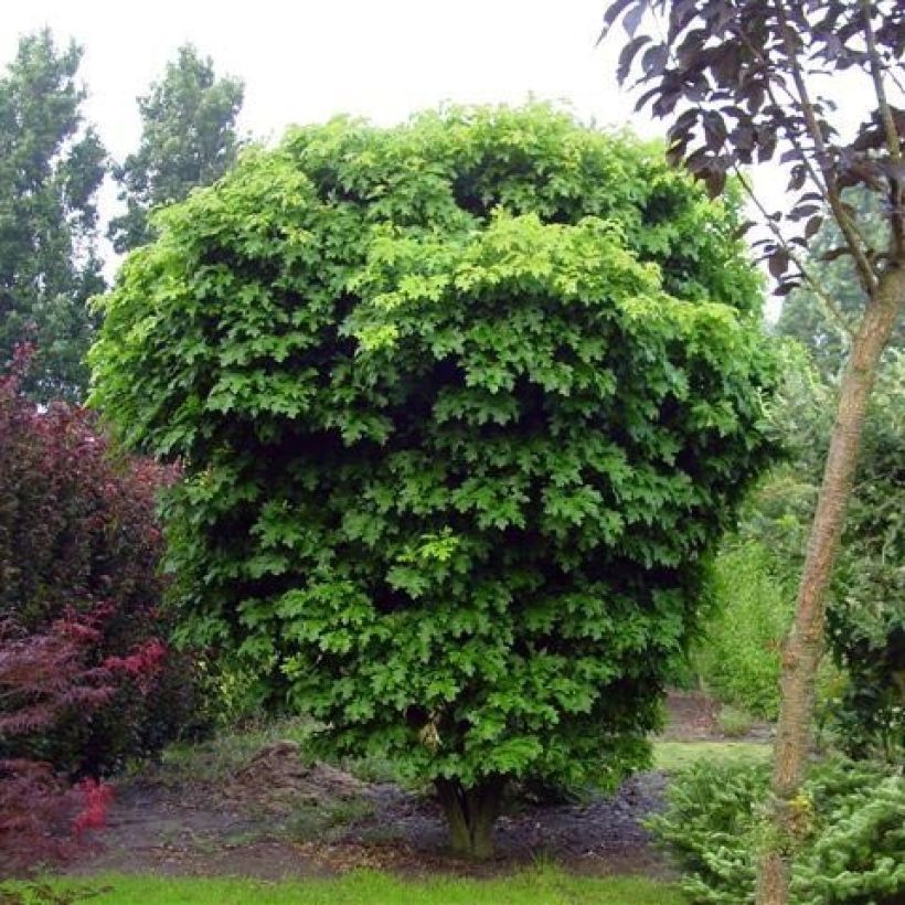 Quercus palustris Isabel - Sumpf-Eiche (Plant habit)