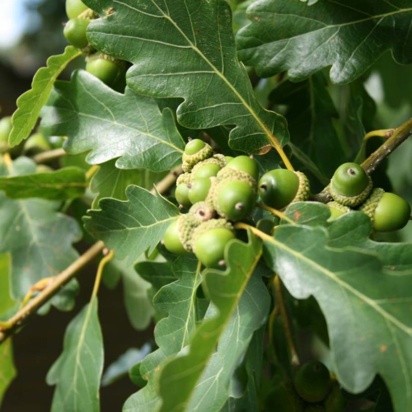 Quercus petraea - Trauben-Eiche (Foliage)