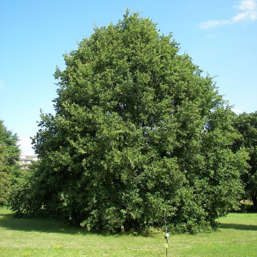 Quercus petraea - Trauben-Eiche (Plant habit)