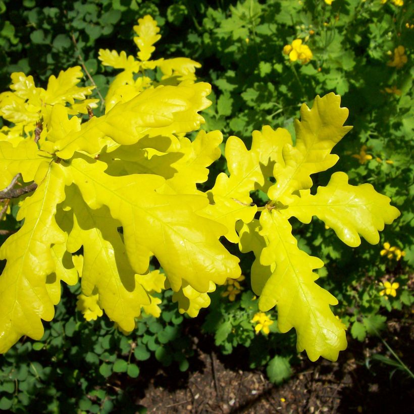Quercus robur Concordia - Stiel-Eiche (Foliage)