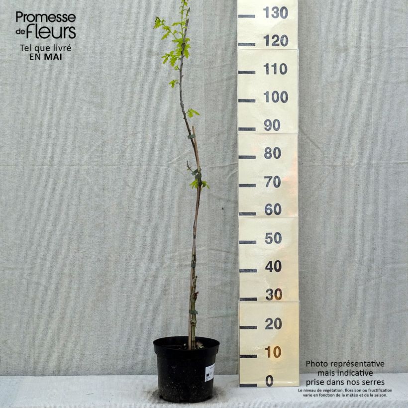 Example of Quercus robur Concordia - Stiel-Eiche Topf mit 4L/5L as you get in printemps