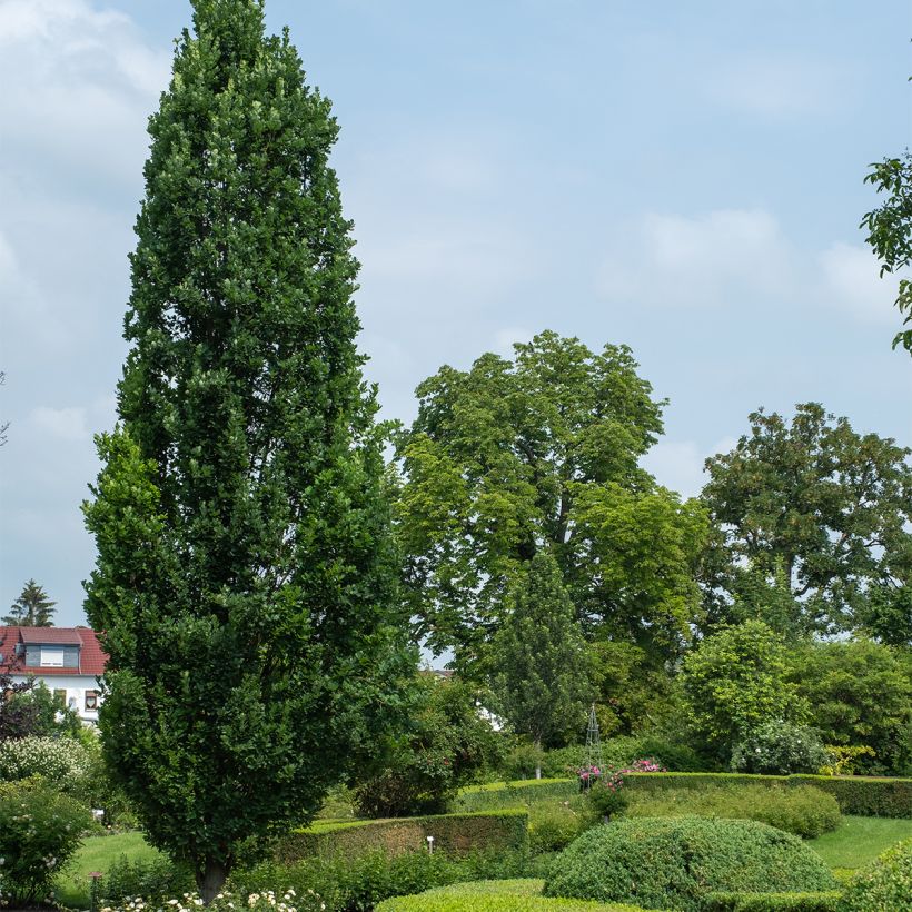 Quercus robur Fastigiata Koster - Stiel-Eiche (Plant habit)
