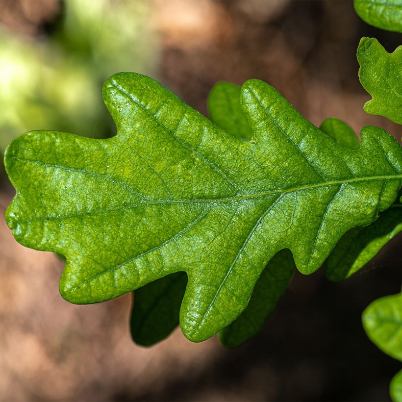 Quercus robur Fastigiata - Stiel-Eiche (Foliage)