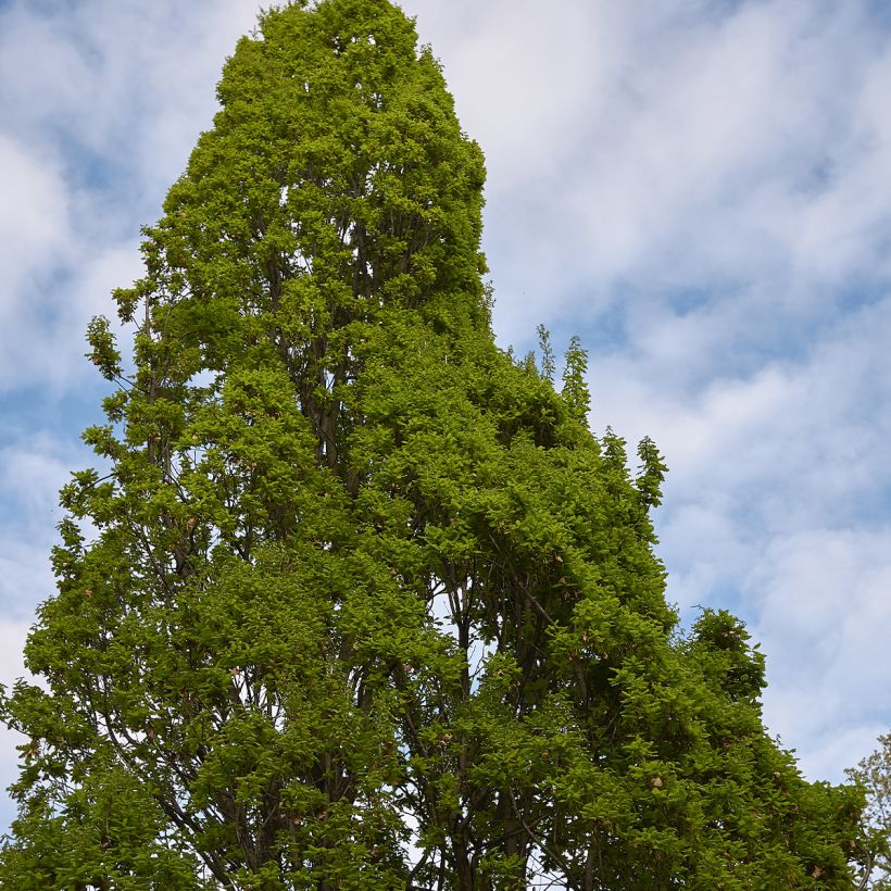 Quercus robur Fastigiata - Stiel-Eiche (Plant habit)