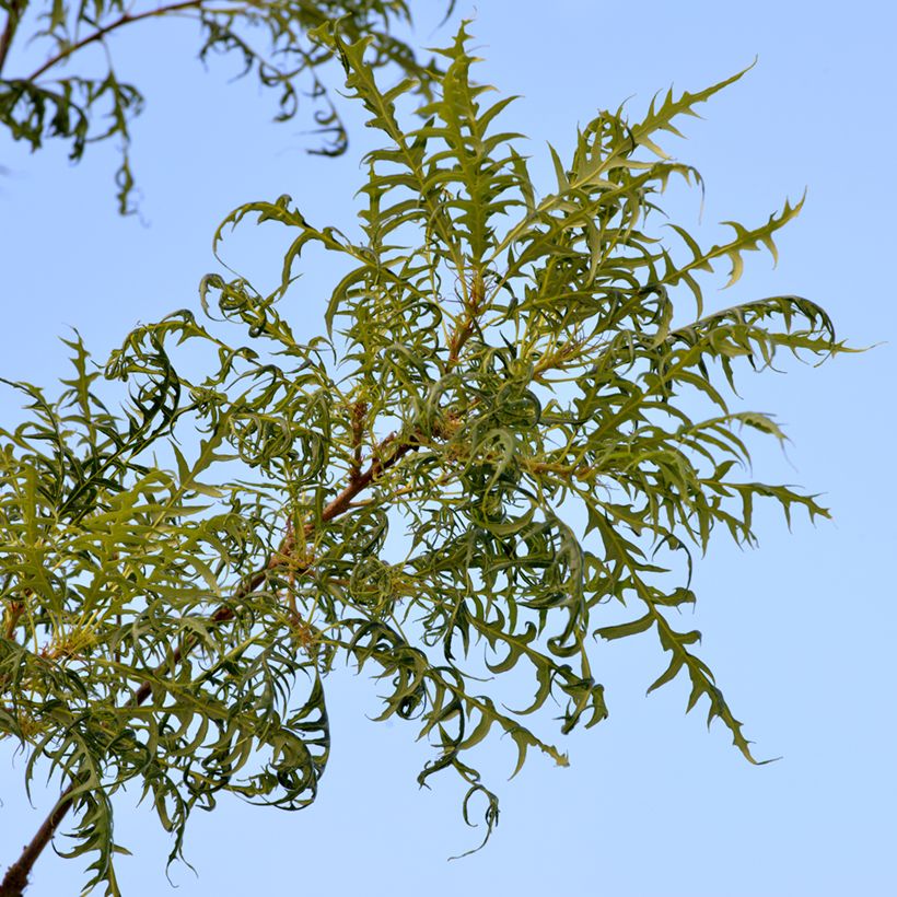 Stiel-Eiche Pectinata - Quercus robur  (Foliage)