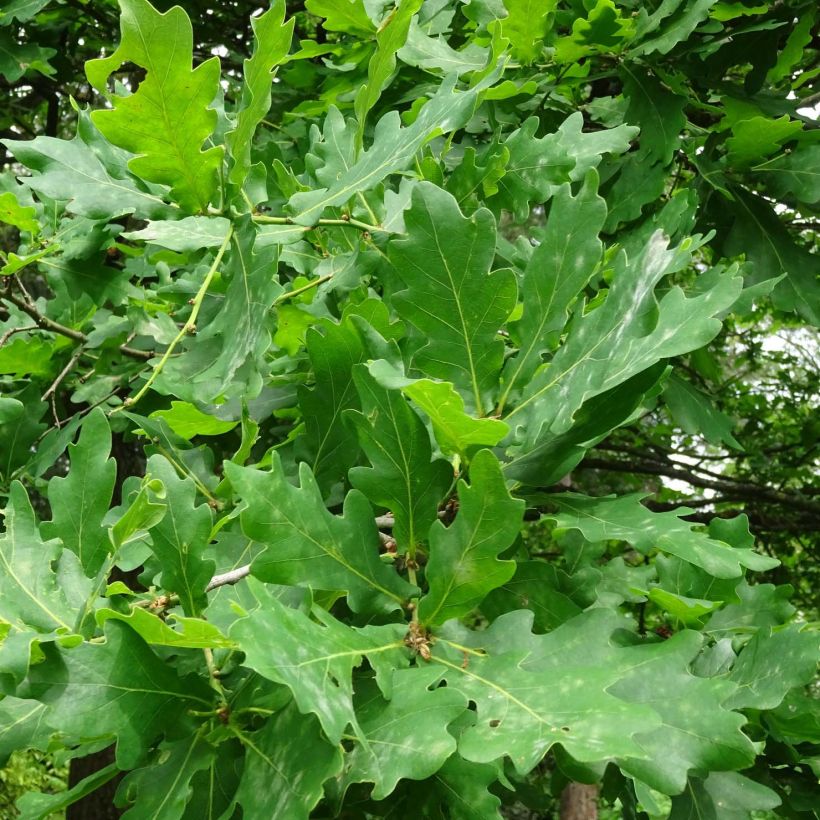 Quercus robur - Stiel-Eiche (Foliage)