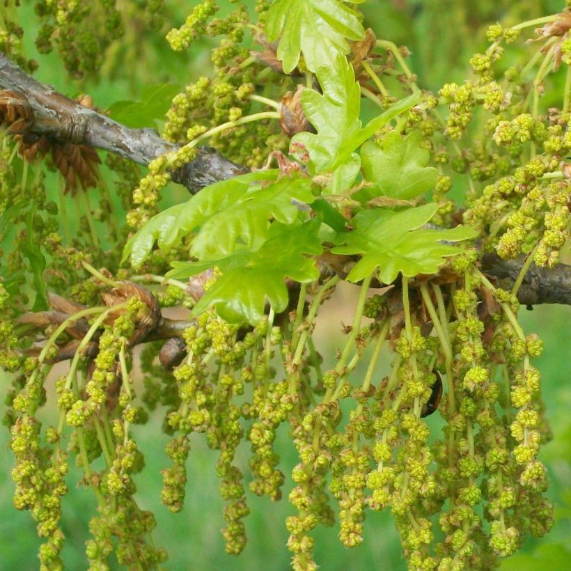 Quercus robur - Stiel-Eiche (Flowering)