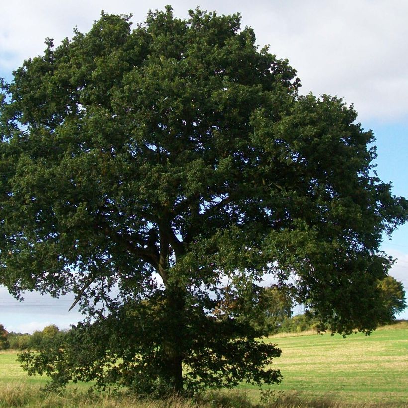 Quercus robur - Stiel-Eiche (Plant habit)