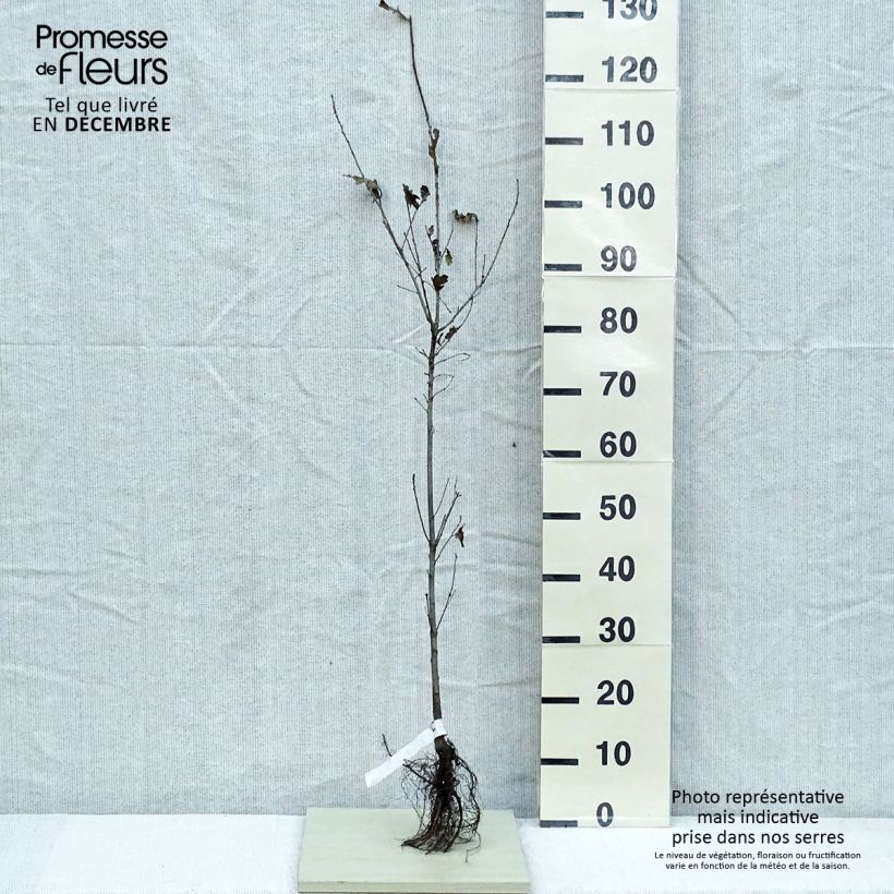 Example of Quercus robur - Stiel-Eiche Wurzelnackt as you get in hiver