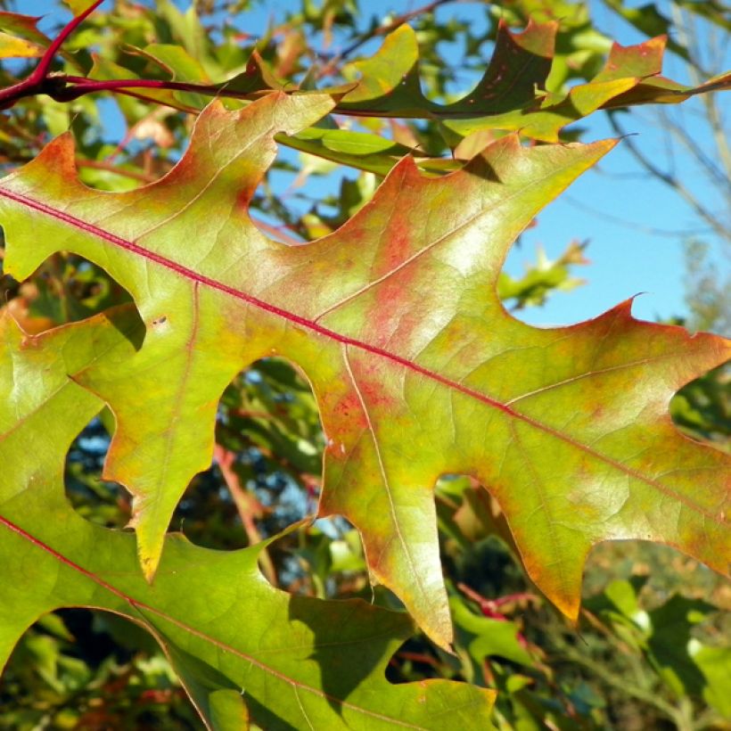 Quercus rubra - Roteiche (Foliage)