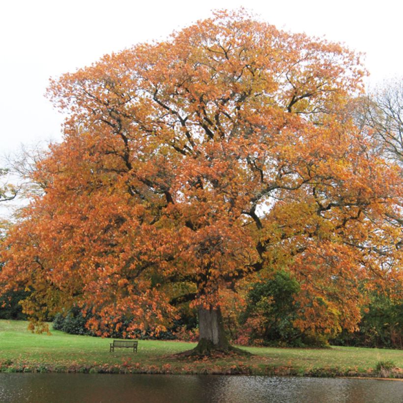 Quercus rubra - Roteiche (Plant habit)