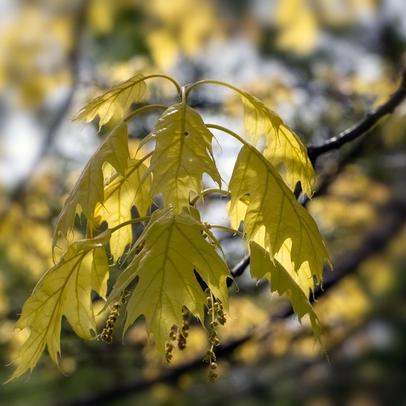Quercus rubra Aurea - Roteiche (Foliage)