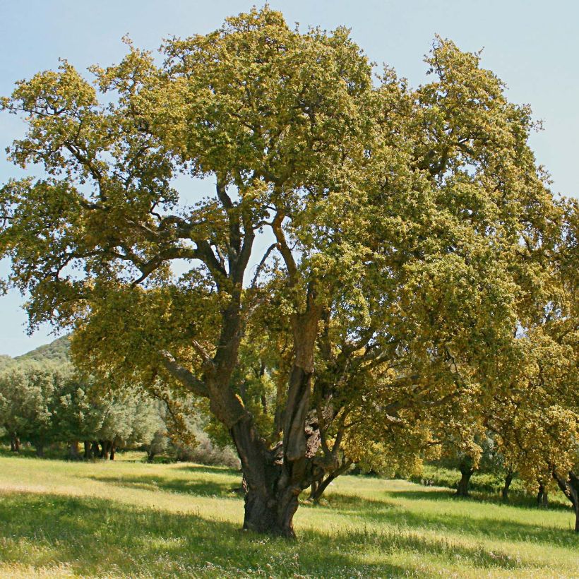 Quercus suber - Kork-Eiche (Plant habit)