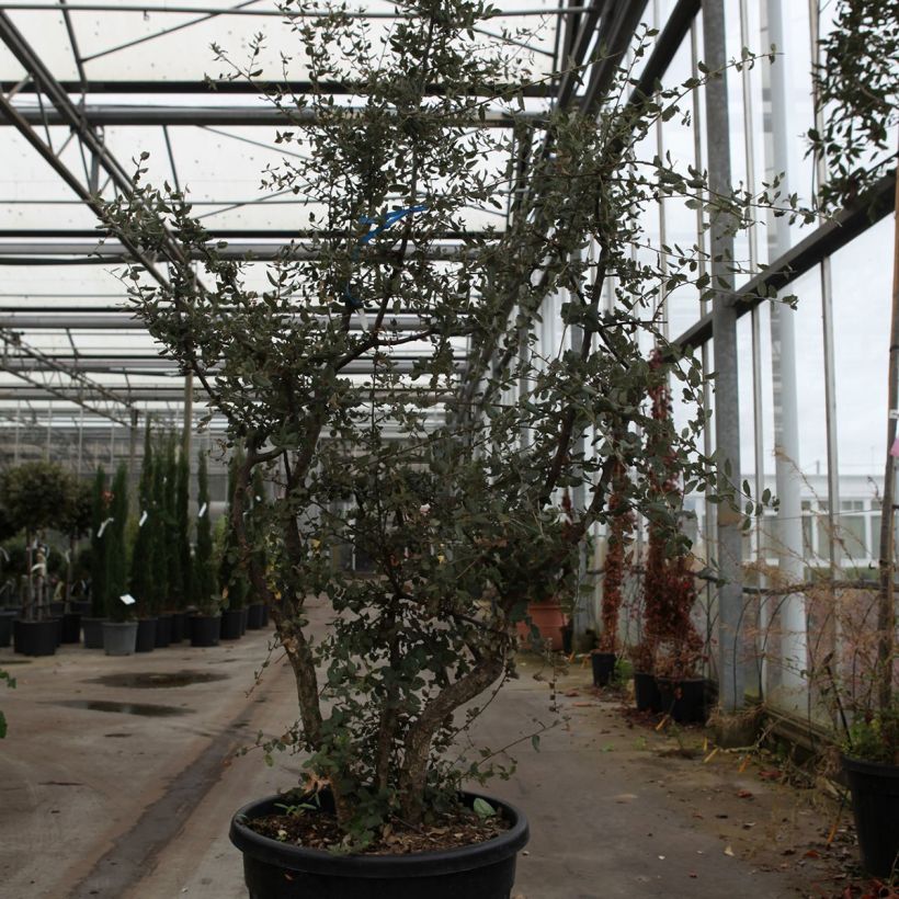 Example of Quercus suber - Kork-Eiche Topf mit 70L/75L as you get in printemps