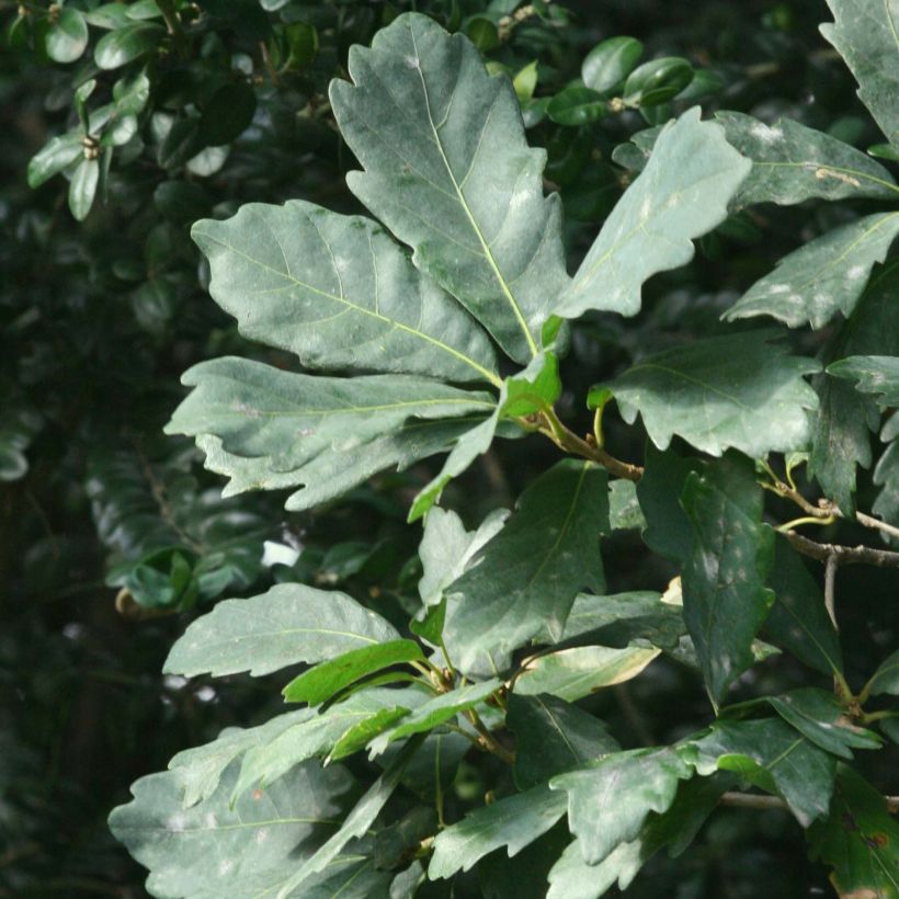 Quercus turneri var.pseudoturneri Spencer Turner - Turner-Eiche (Foliage)