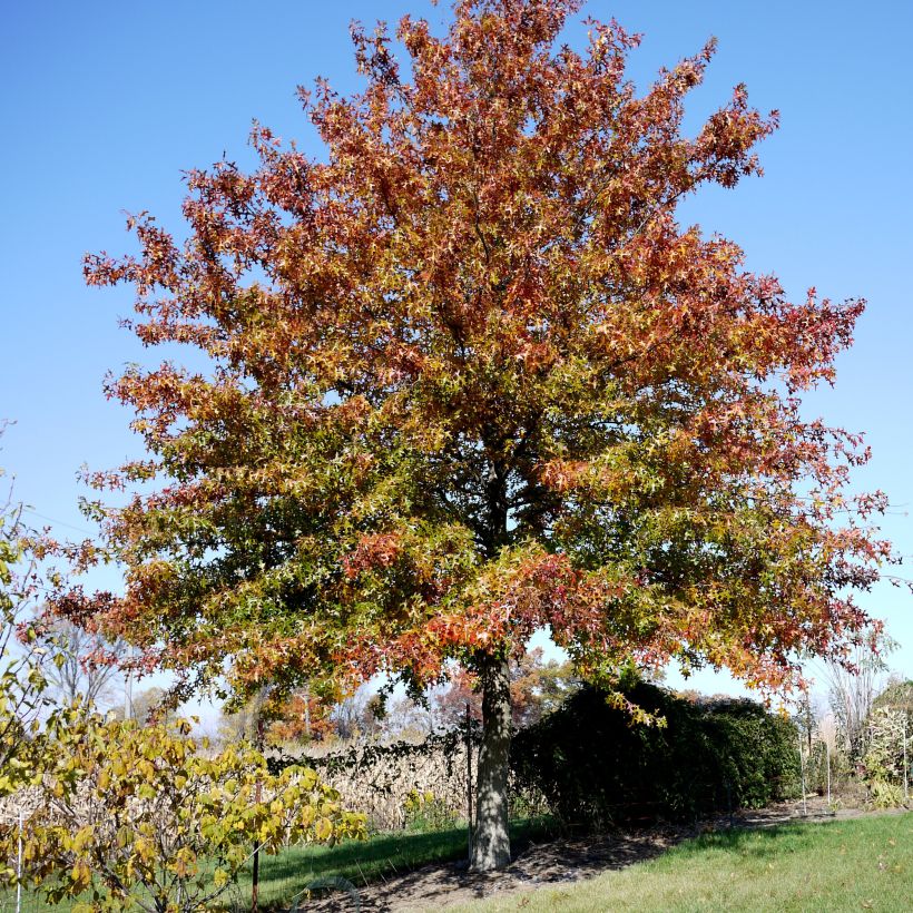 Quercus palustris - Sumpf-Eiche (Plant habit)