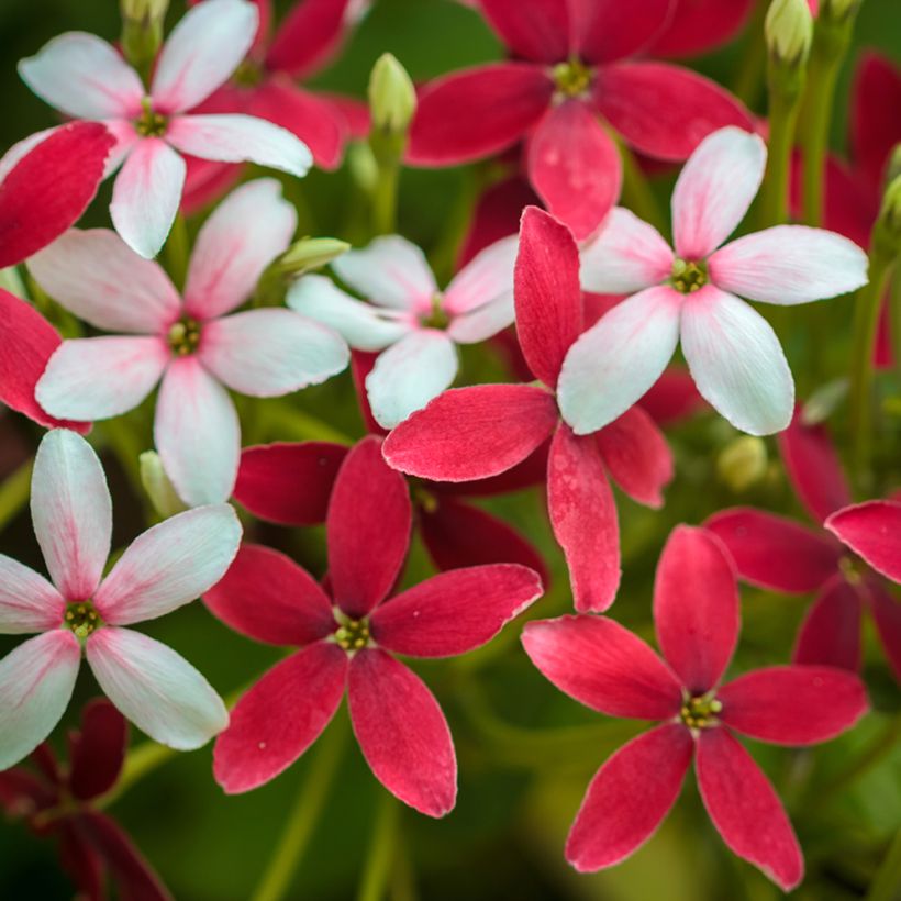 Quisqualis indica - Rangunschlinger (Flowering)