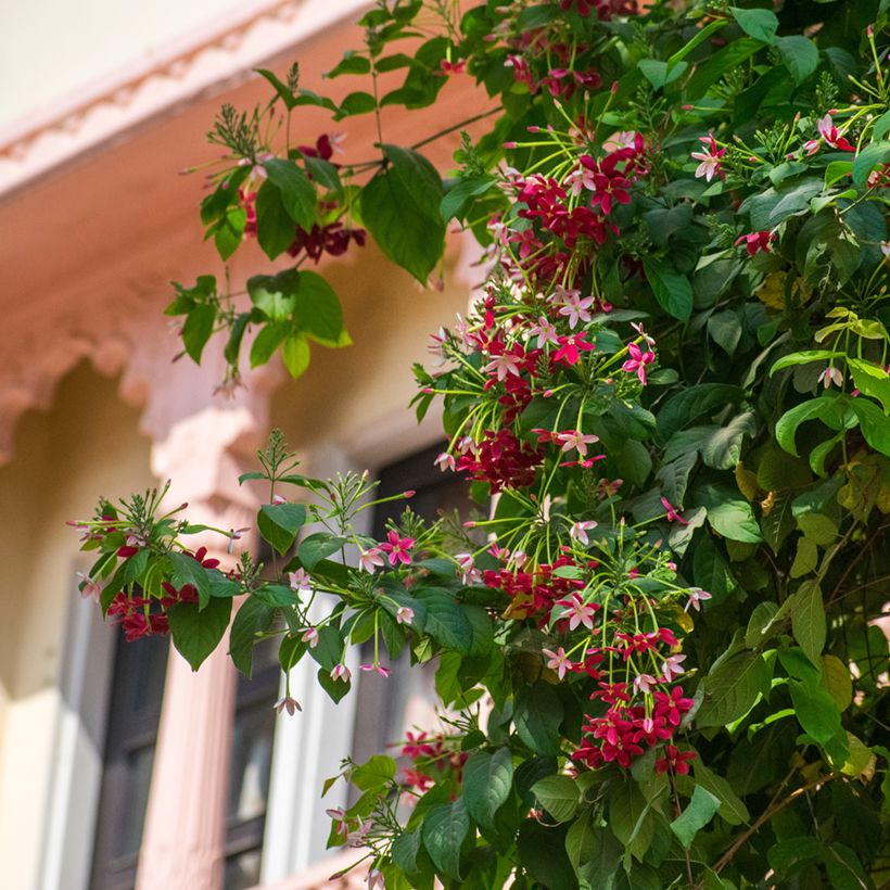 Quisqualis indica - Rangunschlinger (Plant habit)