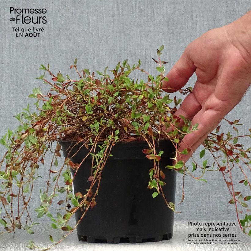 Example of Schlangen-Knöterich - Persicaria vacciniifolia Topf mit 2L/3L as you get in ete