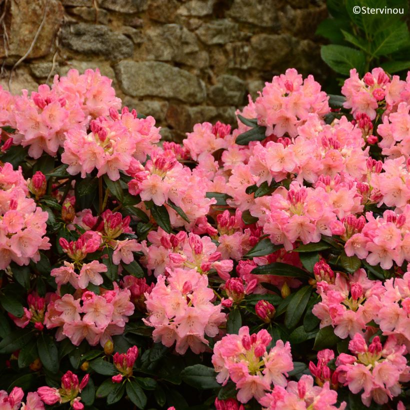 Rhododendron yakushimanum Percy Wiseman (Blüte)