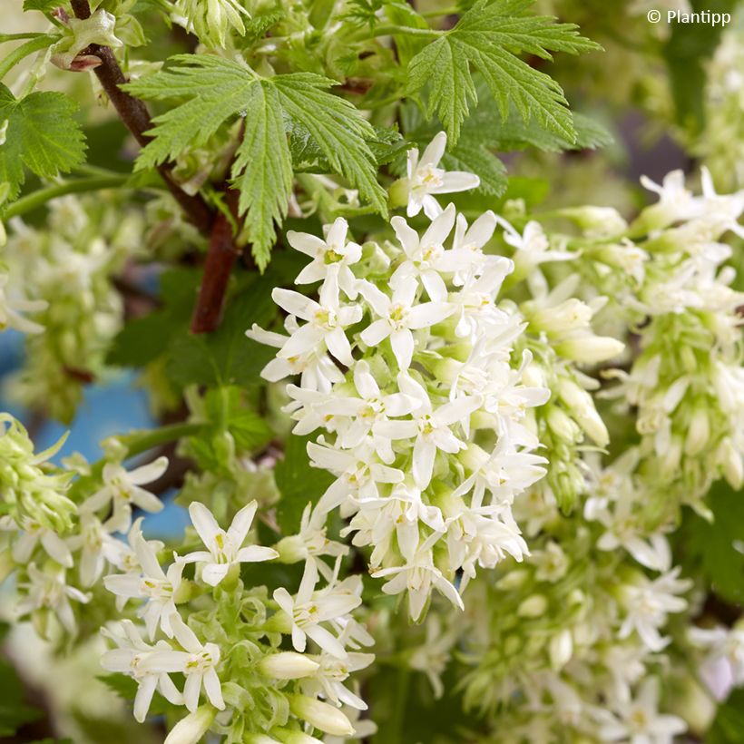 Blut-Johannisbeere Oregon Snowflake - Ribes sanguineum (Flowering)