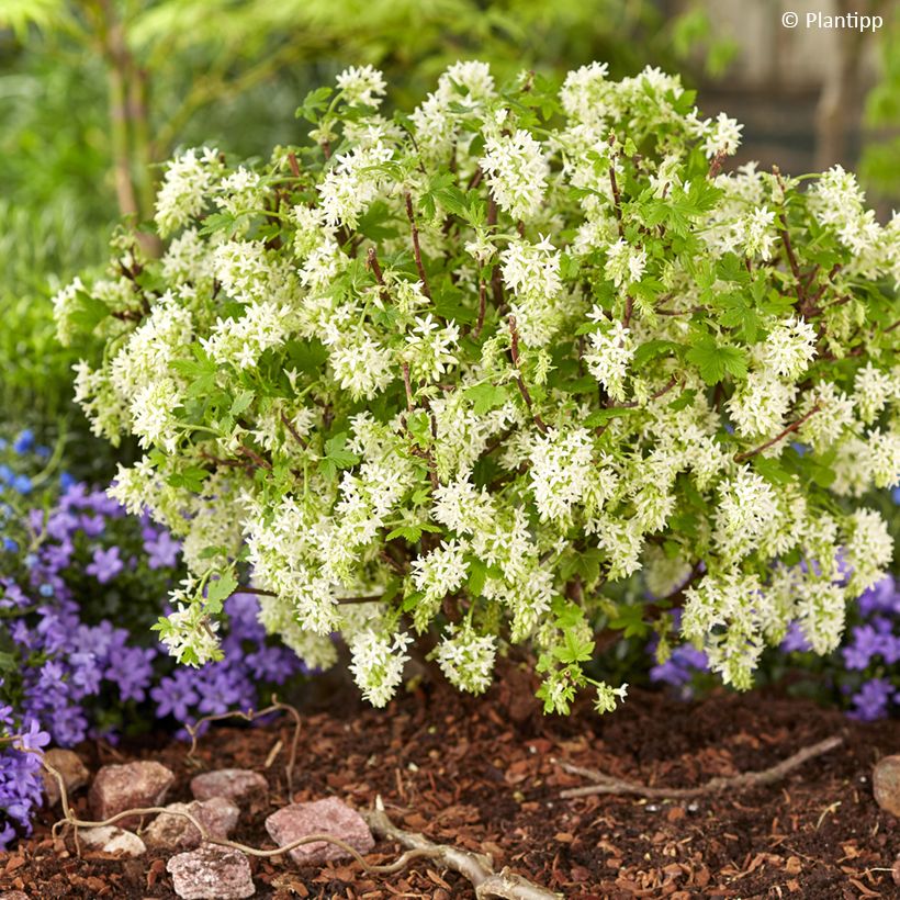 Blut-Johannisbeere Oregon Snowflake - Ribes sanguineum (Plant habit)