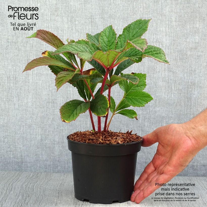Exemplar von Rodgersia pinnata Bronze Peacock - Schaublatt Topf mit 2L/3L wie im Sommer geliefert
