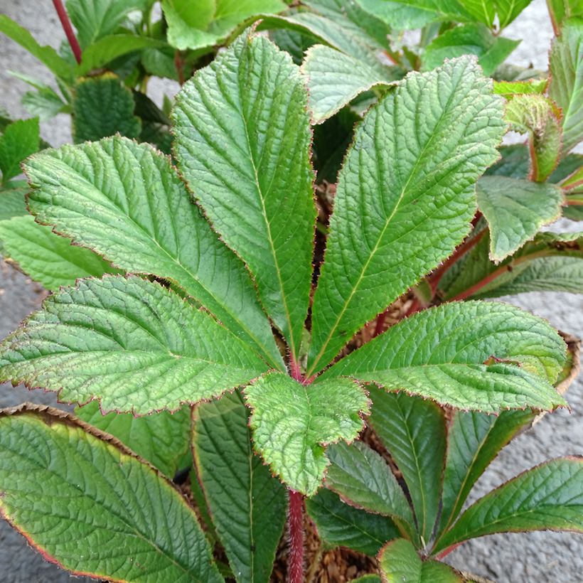Rodgersia pinnata Bronze Peacock - Schaublatt (Foliage)