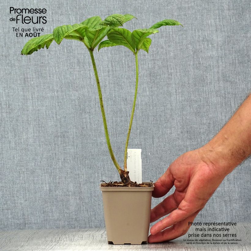 Example of Rodgersia La Blanche - Schaublatt Kleine Töpfe von 8/9 cm as you get in ete