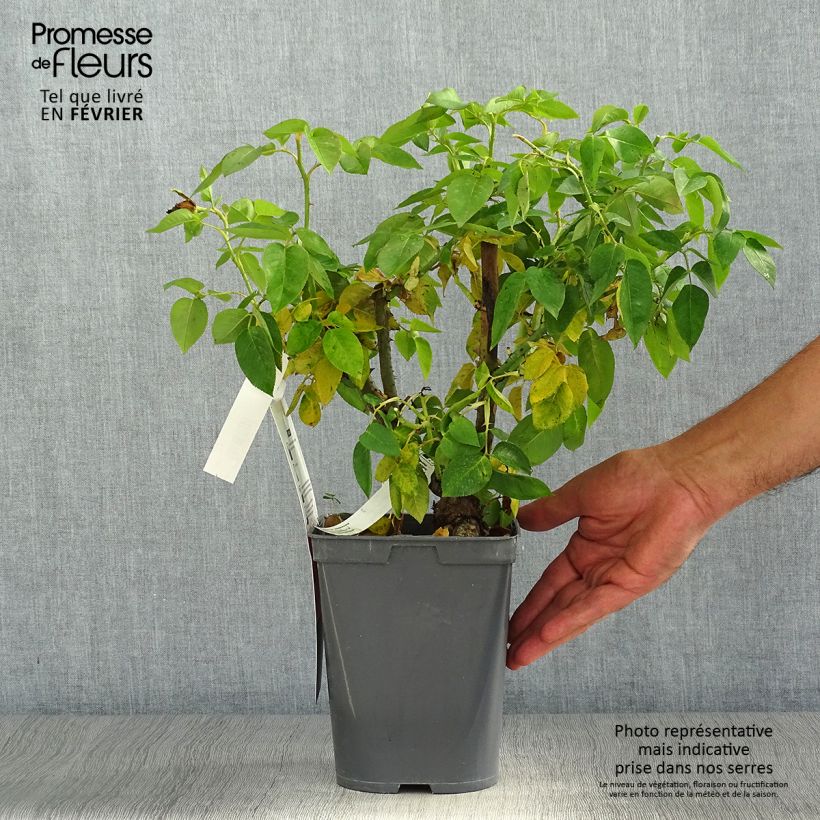 Example of Rosa Henri Delbard - Edelrose Topf mit 3L/4L as you get in automne