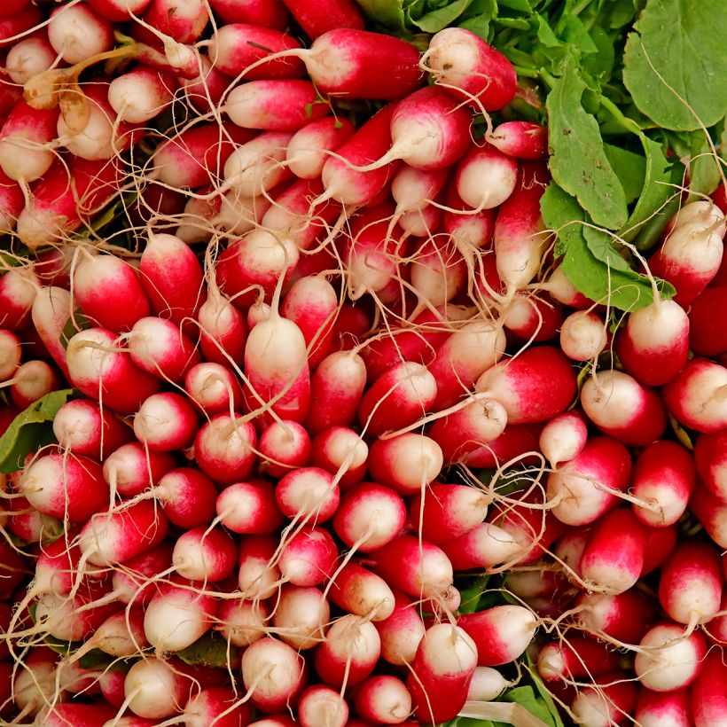 Radieschen 18 Tage (Harvest)