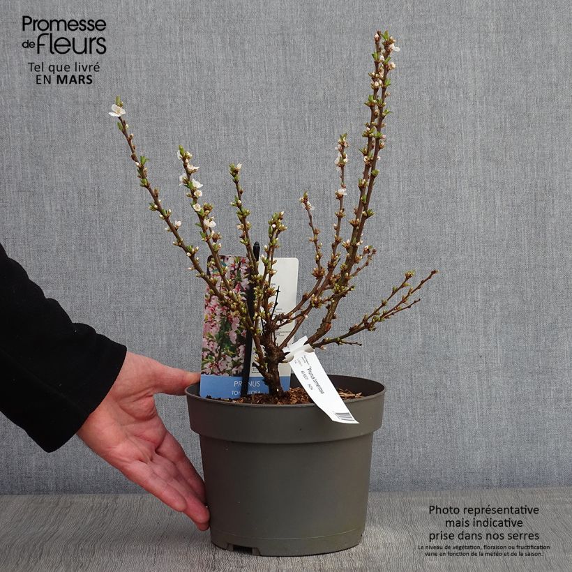 Exemplar von Flaum-Kirsche - Prunus tomentosa Topf mit 2L/3L wie im Winter geliefert
