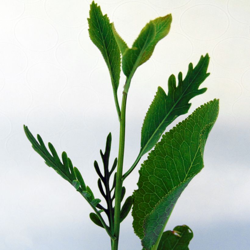Meerrettich / Kren - Armoracia rusticana (Foliage)