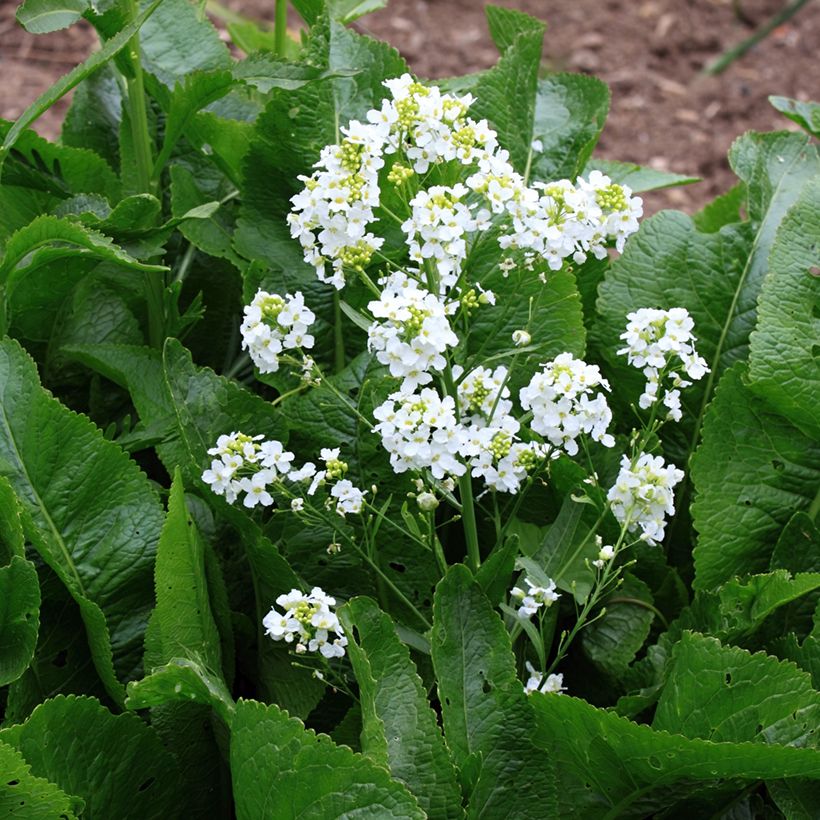Meerrettich / Kren - Armoracia rusticana (Flowering)