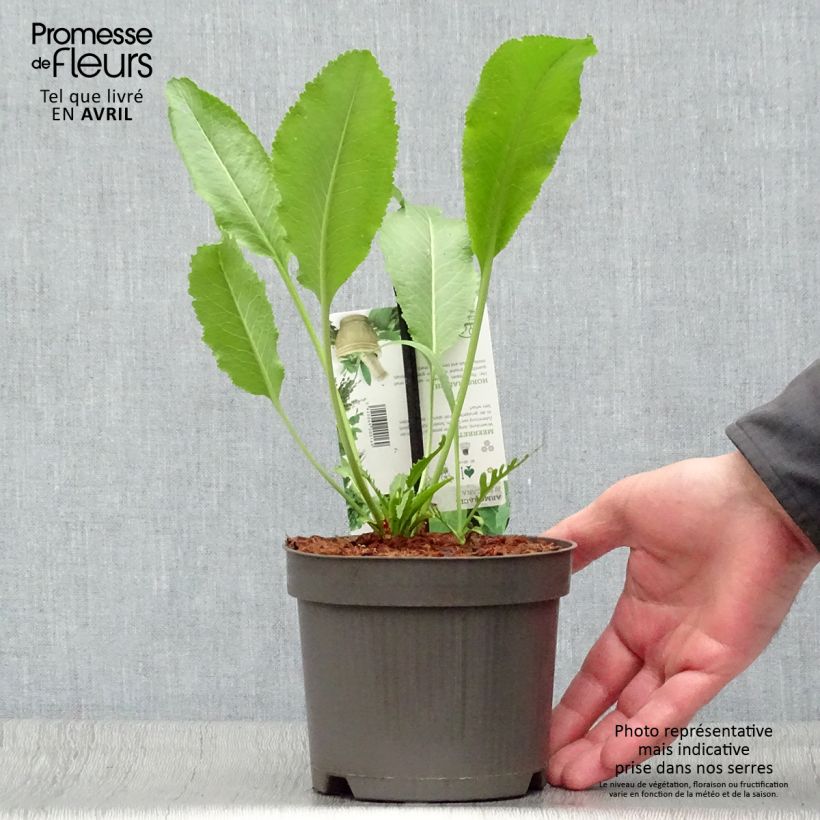 Exemplar von Meerrettich / Kren - Armoracia rusticana Topf mit 1,5L/2L wie im Frühjahr geliefert