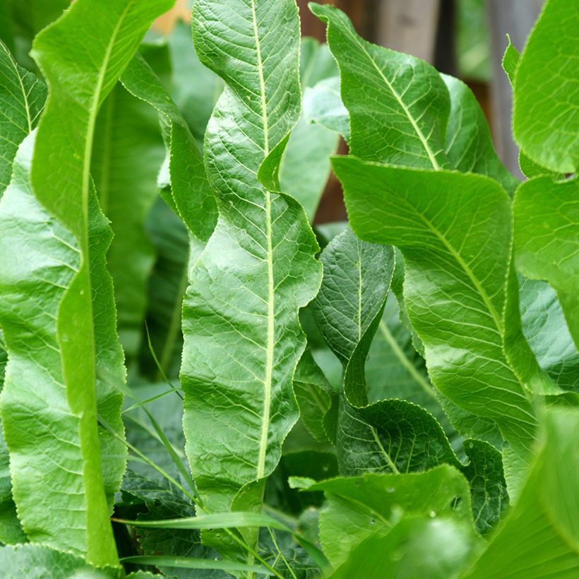 Meerrettich - Armoracia rusticana (Foliage)