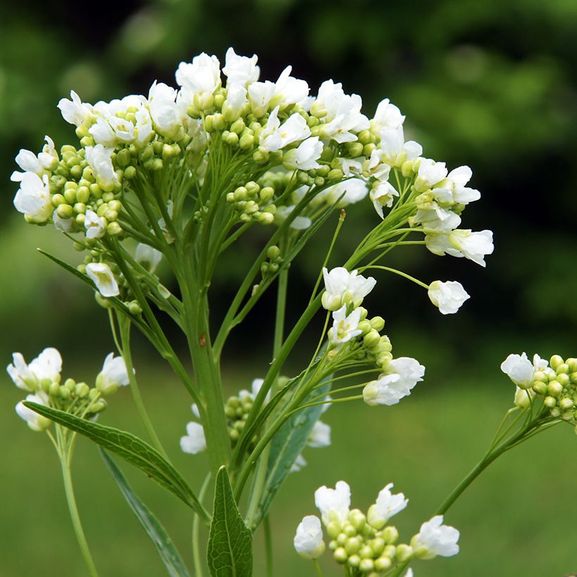 Meerrettich - Armoracia rusticana (Flowering)