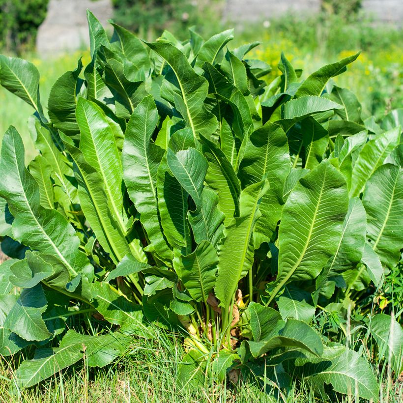 Meerrettich - Armoracia rusticana (Plant habit)