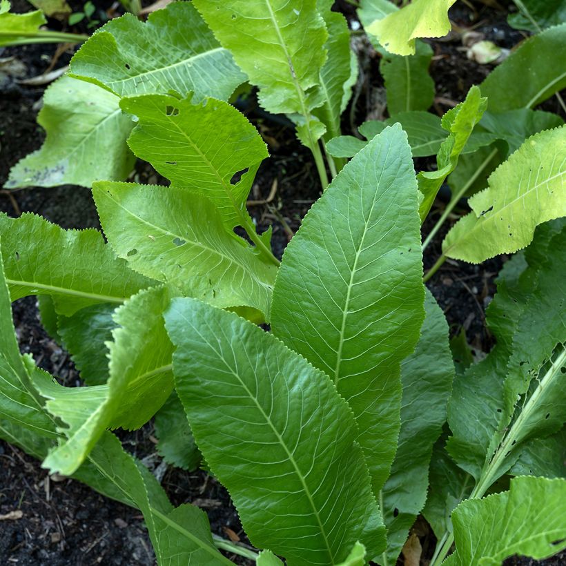 Meerrettich (Samen) - Armoracia rusticana (Foliage)