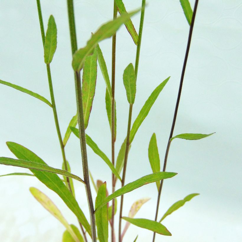 Rapunzel-Glockenblume - Campanula rapunculus (Foliage)