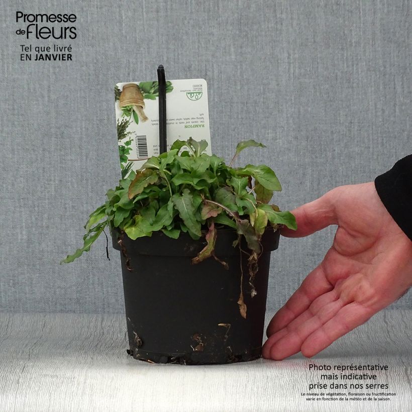 Exemplar von Rapunzel-Glockenblume - Campanula rapunculus Topf mit 1,5L/2L wie im Winter geliefert